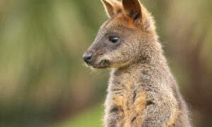 Help Animals with Wildlife Rescue App 13