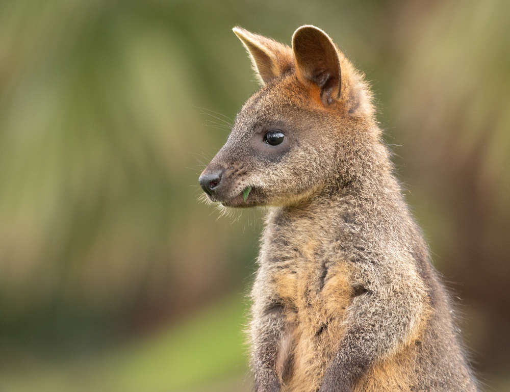 Help Animals with Wildlife Rescue App 1