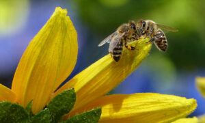 Anita Long Studying Beekeeper Programs in Europe 12
