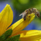 Anita Long Studying Beekeeper Programs in Europe 13