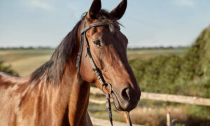 Spreyton Thoroughbred Trainer Fined $4,000 17