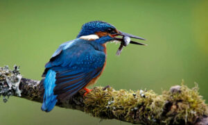 Transformer Approval a 'Dark Moment' for Local Birds? 15