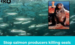 Petition - Stop Salmon Producers Killing Seals 15
