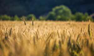 'What Goes Up, Must Come Down' - Australian Winter Crop Outlook 8