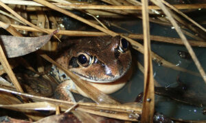 Citizen Science Reveals New Information About Frog Calls 19