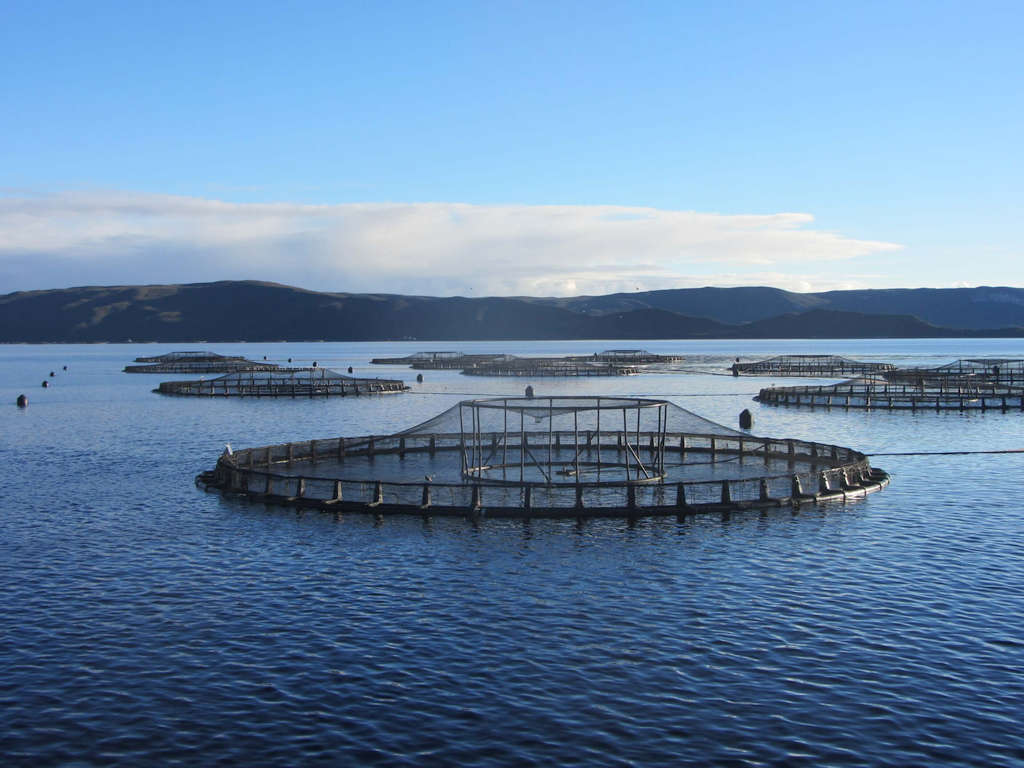 Complaint Targets Woolworths for Maugean Skate Harm 3