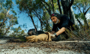 Facial Tumours Evolve to Coexist with Tasmanian Devil Populations 17