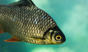 Carp Eradication Hailed a Success 5