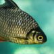 Carp Eradication Hailed a Success 6