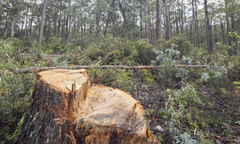 Logging Halted as Fresh Protests Highlight Swift Parrot Habitat ...