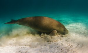 Marine Species Being Pushed towards Poles 13