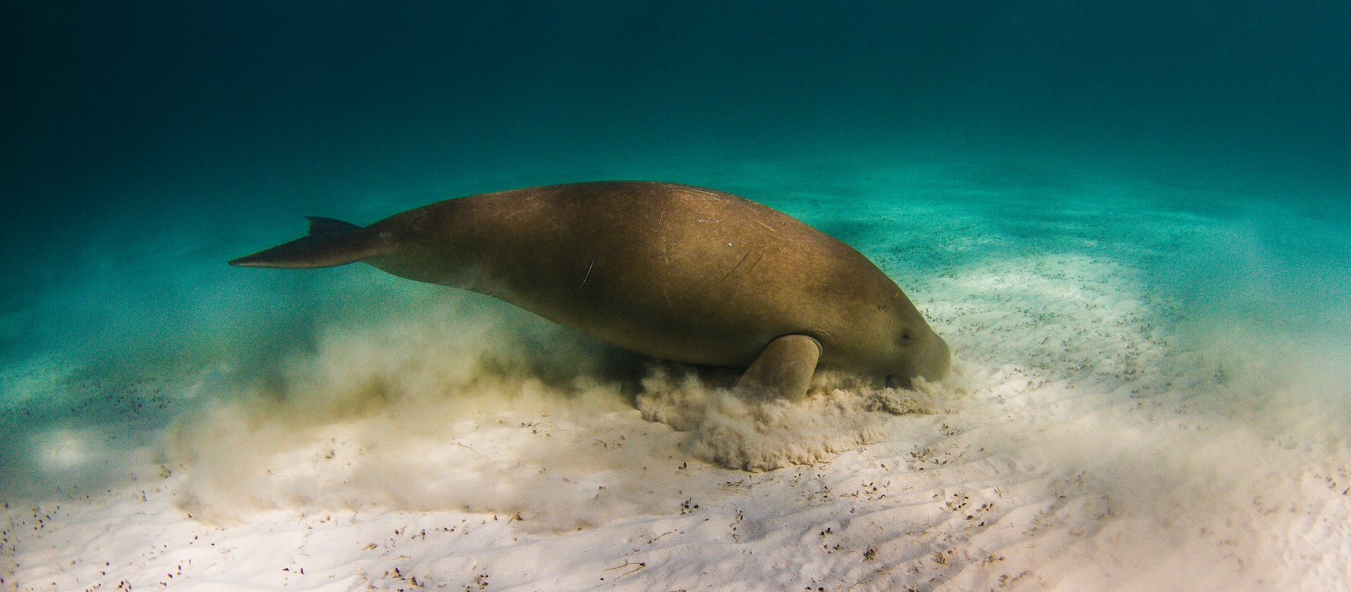 Marine Species Being Pushed towards Poles 1