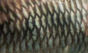 Tasmanian Govt Must End Overfishing and Rebuild Fish Stocks 15