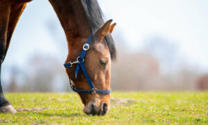 On Racing Inquiry Extension ... 9