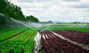 Further Govt Investment in Northern Midlands Irrigation 13