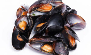 Wild Shellfish Health Alert 22