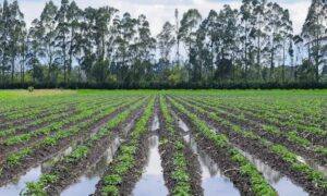 What Caused the Potato Shortage? Wet Weather & Hard-to-control Diseases 19