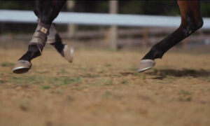Govt Subsidy to Promote Careers in Animal Abuse 6