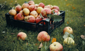 Esperance Bay Orchards Receives Grant for Tech Upgrade 13