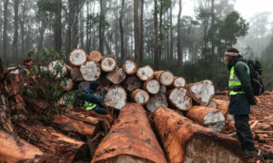 Swift Parrot Defenders Protest against Logging in Breeding Forest 9