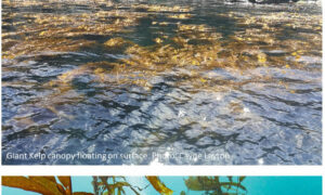 Help Kelp! Report Locations of Remnant Giant Kelp 17