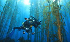 New Kelp Forest Documentary to Premiere in Hobart 19