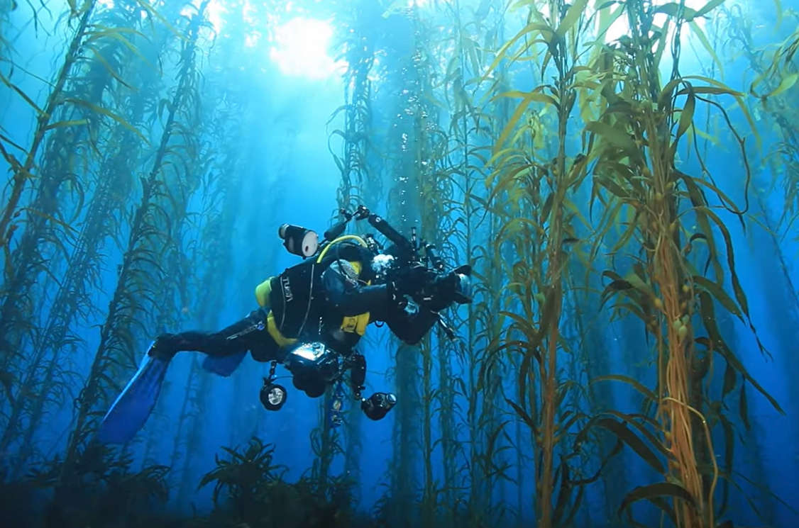 New Kelp Forest Documentary to Premiere in Hobart - Tasmanian Times