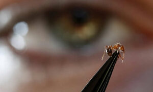 Fire Ant Funding Failure Puts Australia at Risk 8