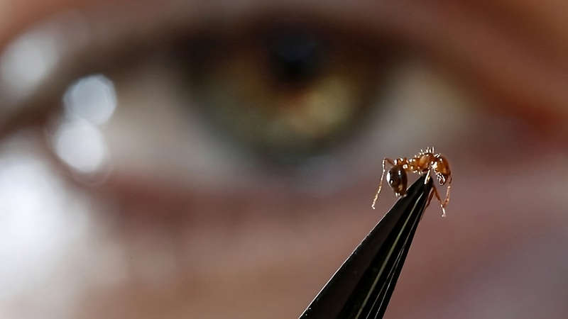 Fire Ant Funding Failure Puts Australia at Risk 3