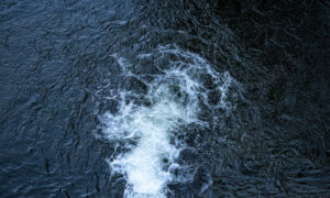 More Seismic Blasting Will Threaten Marine Life 11