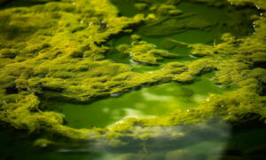 NOFF: Ban Salmon Hatcheries in Hobart’s Drinking Water Catchment 11