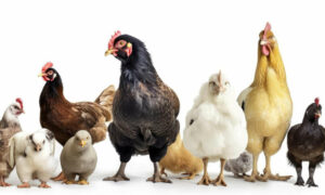 Hobart Show's Chook Challenge 1