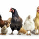 Hobart Show's Chook Challenge 2