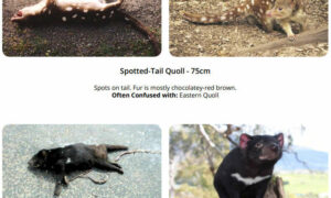 Report Roadkill These School Holidays 2