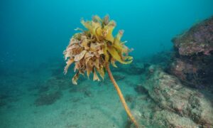 Small Ocean Critters use their Poo to Help Seaweeds have Sex 23