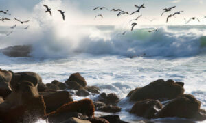 Marine Heatwaves Provide Insights for Seabirds’ Futures 3