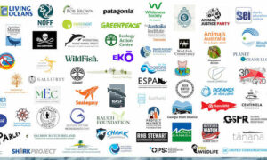80 Groups Worldwide Demand Action on Maugean Skate, End to 'Sustainable' Certification 1