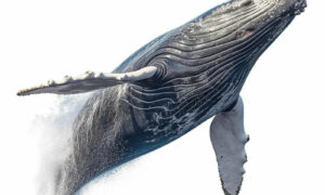 Whale Migration Under Way 16