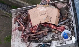Animal Liberation Exposes Greyhound Conditions at Bullock Property in Exeter 11