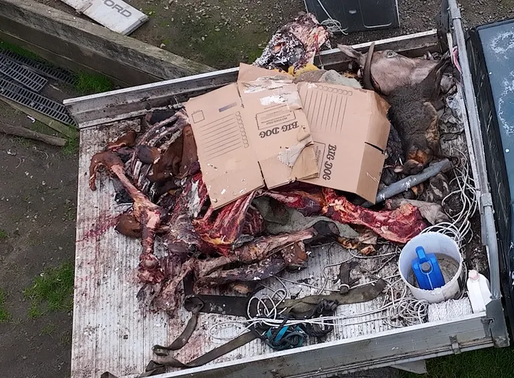 Animal Liberation Exposes Greyhound Conditions at Bullock Property in Exeter 3