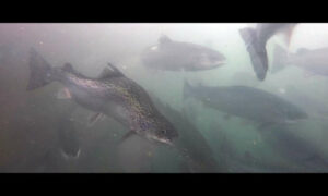 'Factories of Living Waste' - New Exposé of Salmon Industry 28