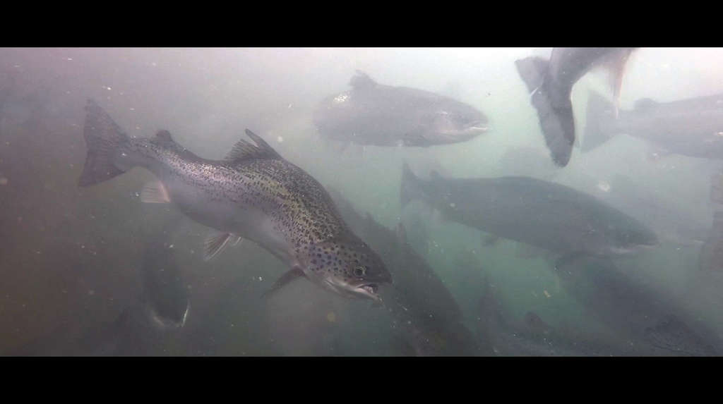 Factories of Living Waste' - New Exposé of Salmon Industry