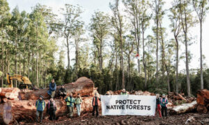 60 Protesters Occupy Logging Area 10