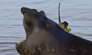 Seals Uncover New Ocean Depths in East Antarctica 5