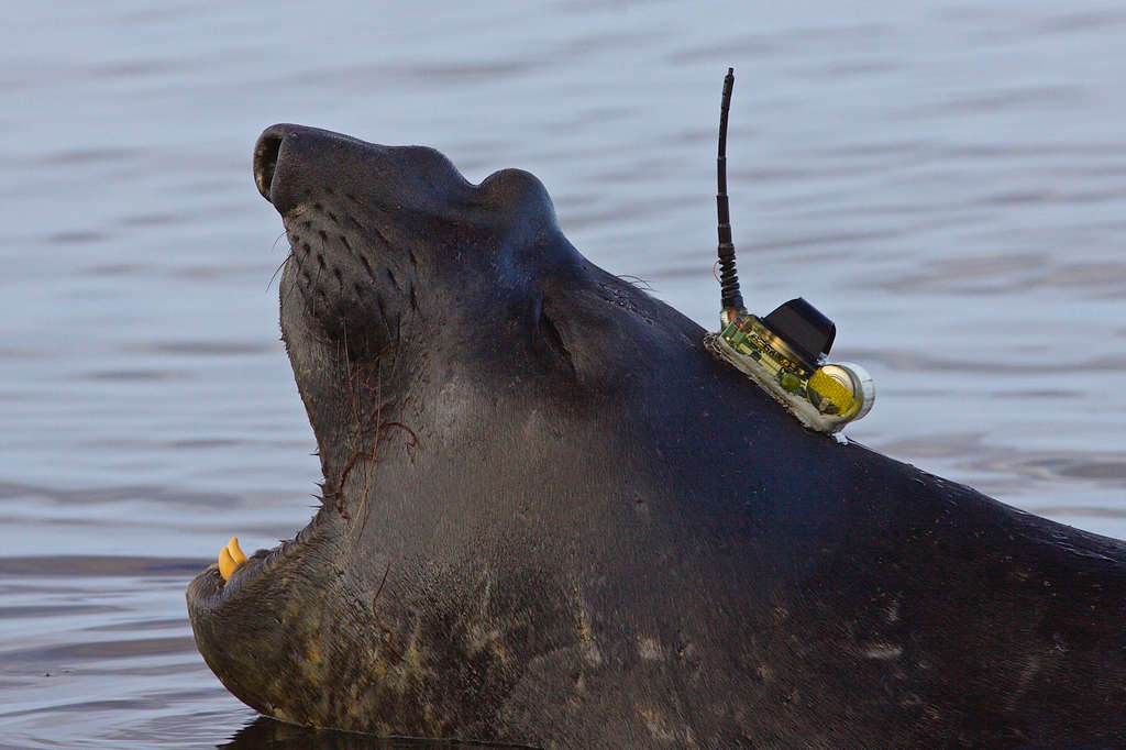 Seals Uncover New Ocean Depths in East Antarctica 1