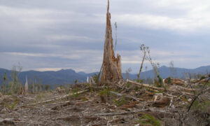 Tom Allen's Speech at End Native Forestry Rally 3