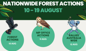 Nationwide Actions Call to End Native Forest Logging 19