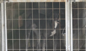 More Greyhound Footage Released by Animal Liberation 21