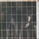 More Greyhound Footage Released by Animal Liberation 22