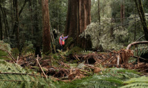 BBF: Tree Fern Massacres Must End 1